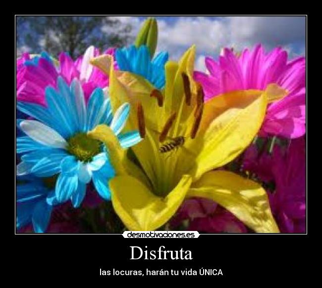 Disfruta - las locuras, harán tu vida ÚNICA