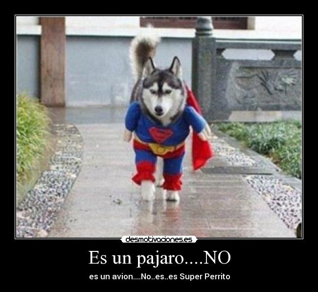 Es un pajaro....NO -