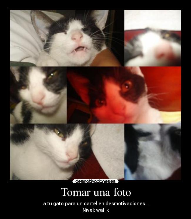 Tomar una foto - a tu gato para un cartel en desmotivaciones...
Nivel: wal_k