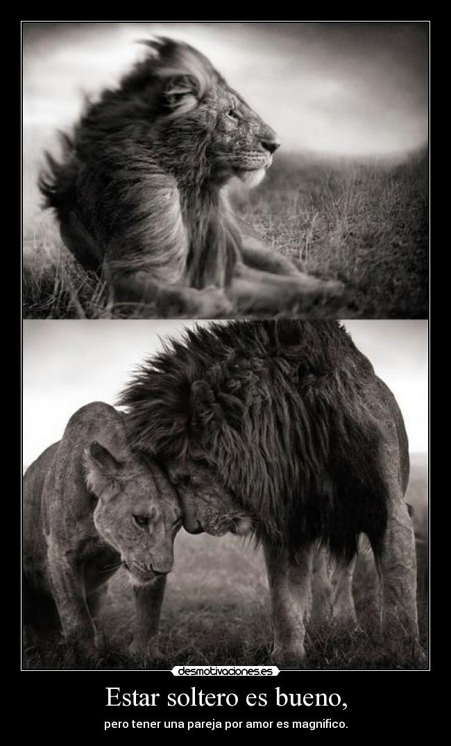 Estar soltero es bueno, - pero tener una pareja por amor es magnifico.