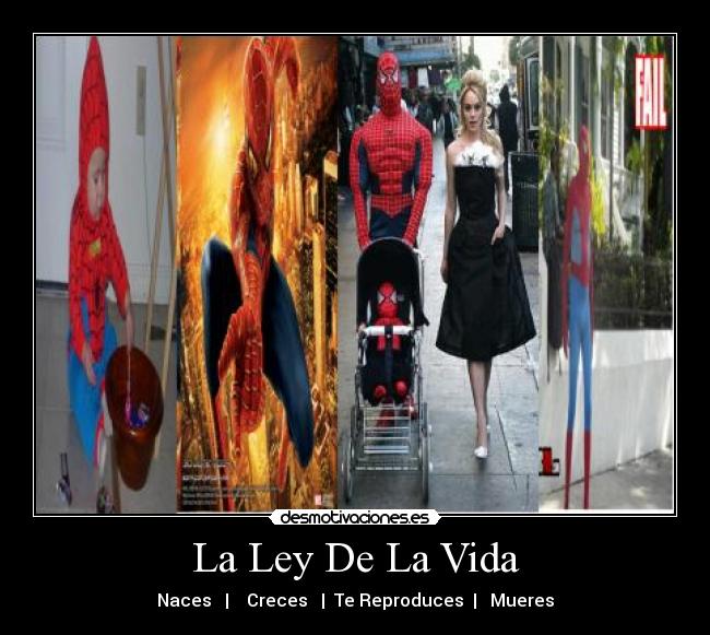 carteles vida spiderman hombre arana ley vida vida desmotivaciones