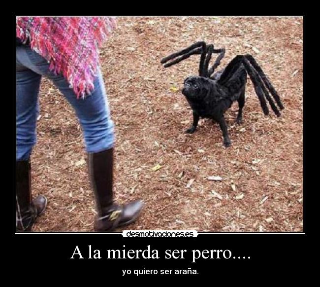 A la mierda ser perro.... - yo quiero ser araña.