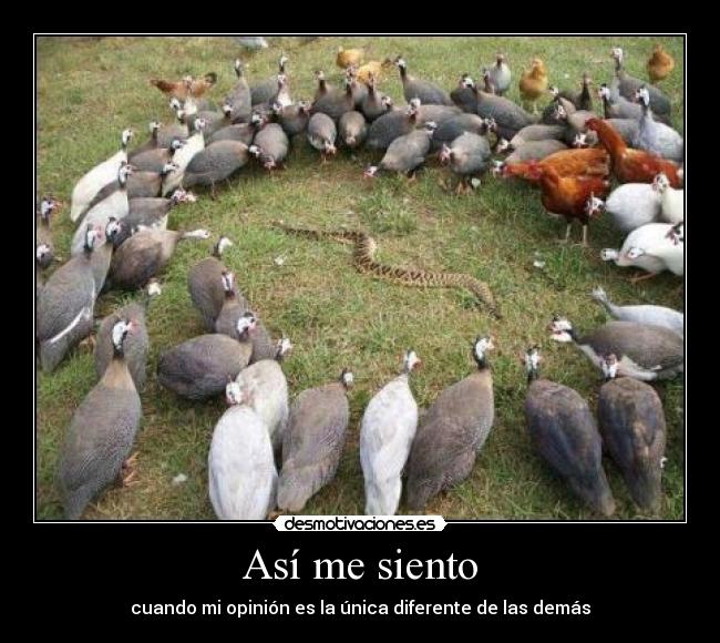 carteles miau desmotivaciones