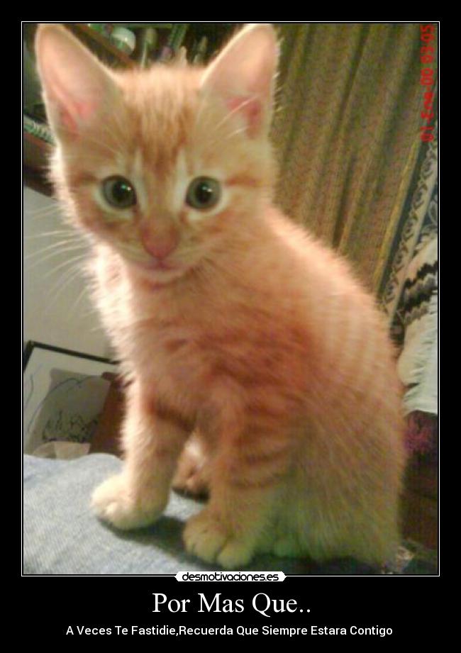 carteles gatosque lindo desmotivaciones