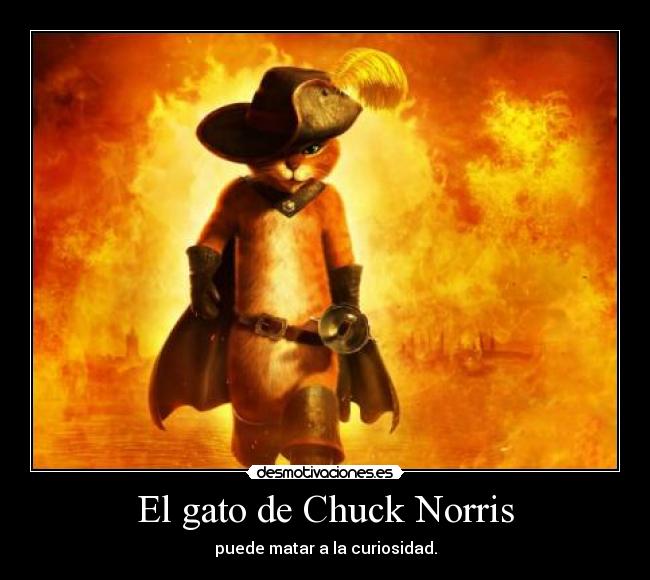 El gato de Chuck Norris - puede matar a la curiosidad.