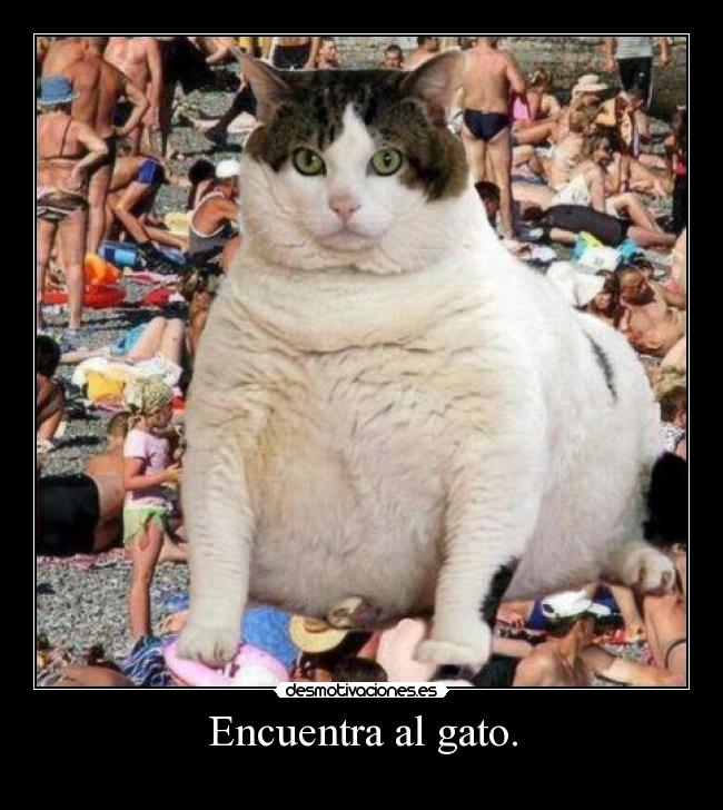 Encuentra al gato. -