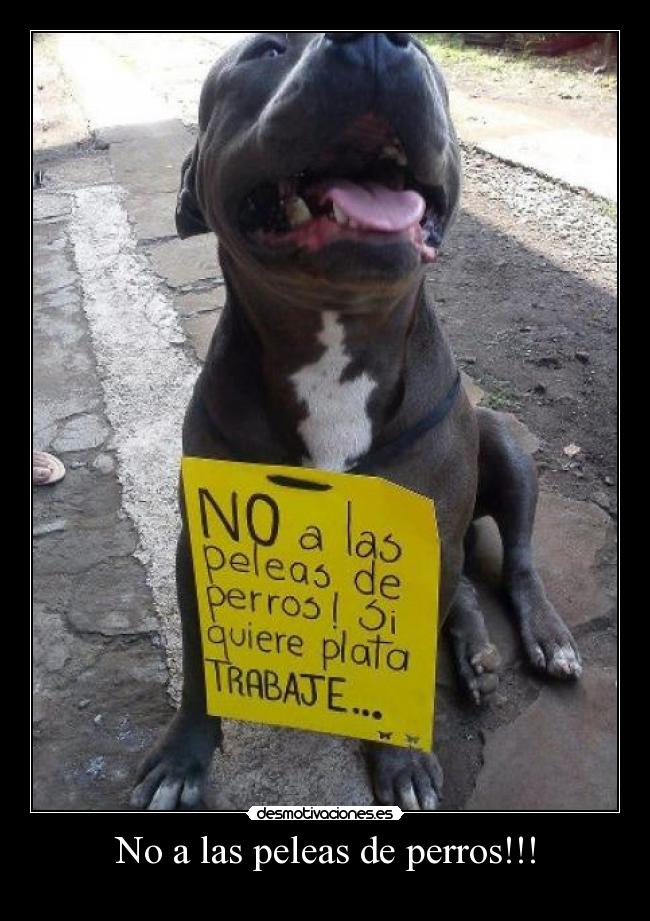 No a las peleas de perros!!! - 