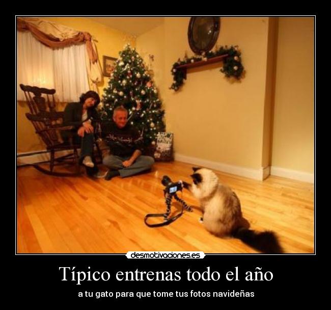 carteles gatosentrenado dormir dicho desmotivaciones