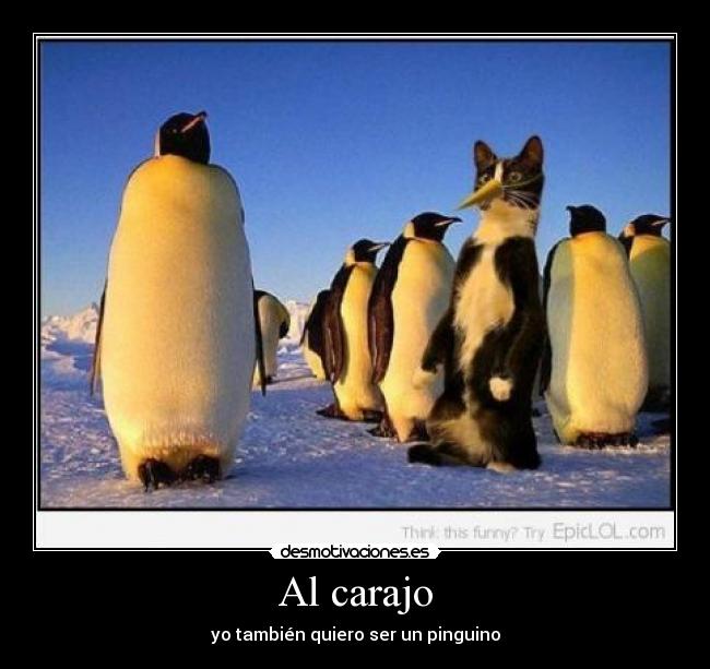 Al carajo - yo también quiero ser un pinguino