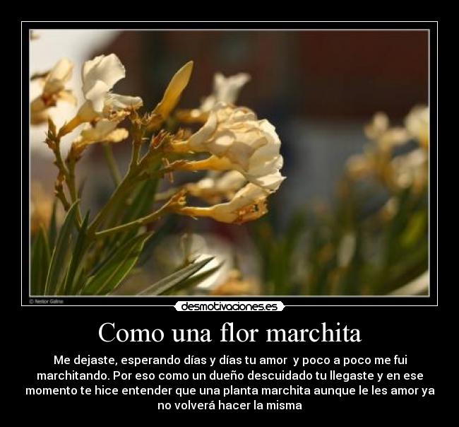 Sintético 96+ Foto Imagenes De Una Flor Marchita Mirada Tensa