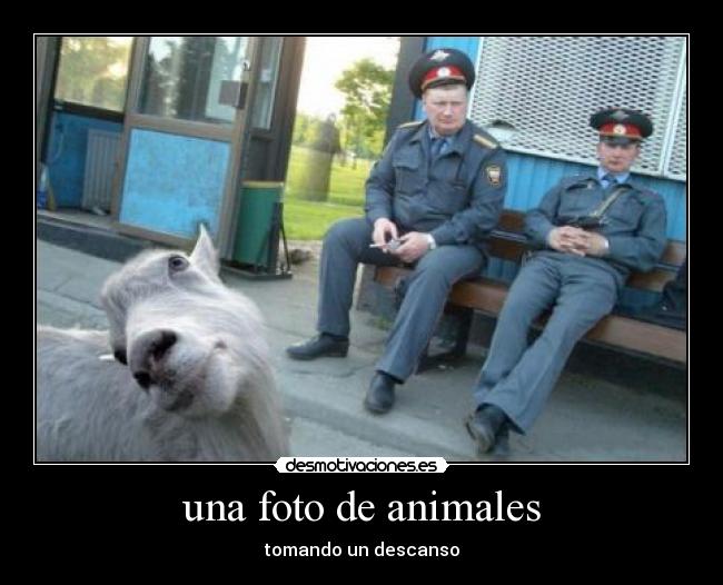 una foto de animales - 