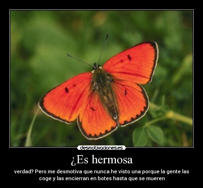 ¿Es hermosa - verdad? Pero me desmotiva que nunca he visto una porque la gente las
coge y las encierran en botes hasta que se mueren