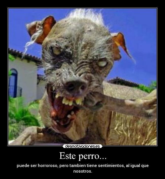 Este perro... - 