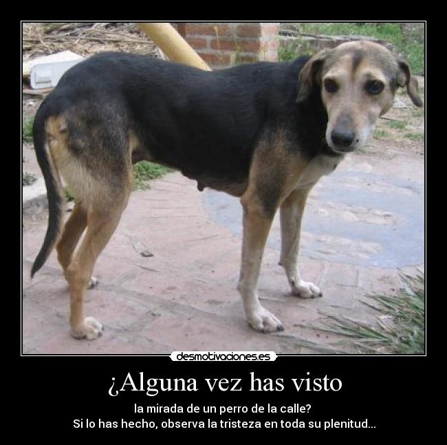 ¿Alguna vez has visto - la mirada de un perro de la calle? 
Si lo has hecho, observa la tristeza en toda su plenitud...