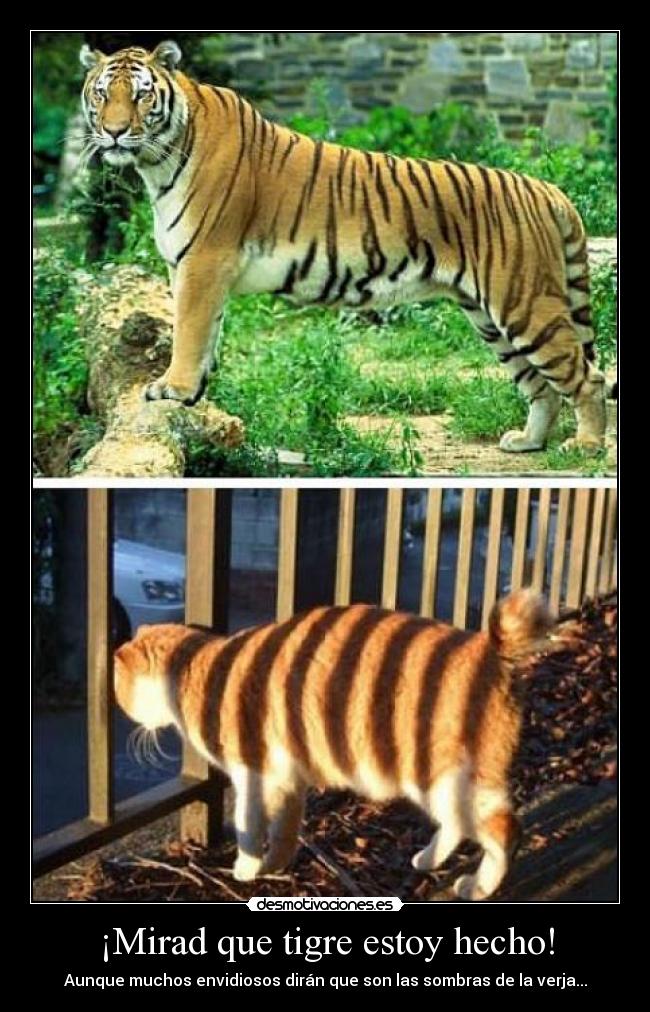 ¡Mirad que tigre estoy hecho! -