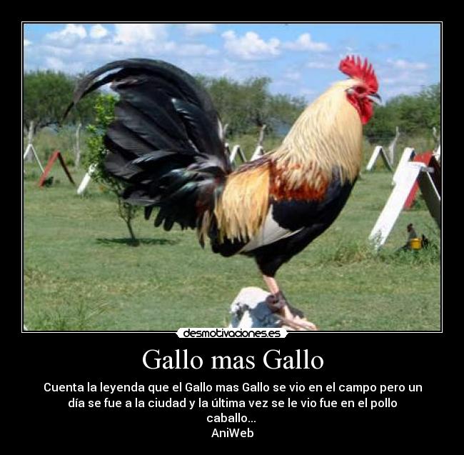 carteles gallo mas gallo desmotivaciones