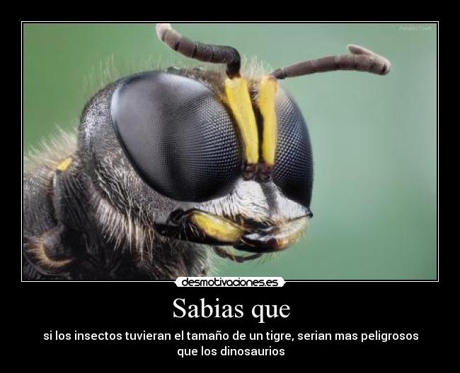 Sabias que - si los insectos tuvieran el tamaño de un tigre, serian mas peligrosos
que los dinosaurios