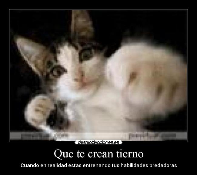 carteles tierno asesino felis silvestris mas conocido como gatoso mishi desmotivaciones