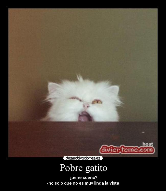 Pobre gatito -