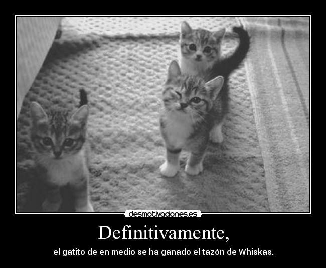 Definitivamente, - el gatito de en medio se ha ganado el tazón de Whiskas.