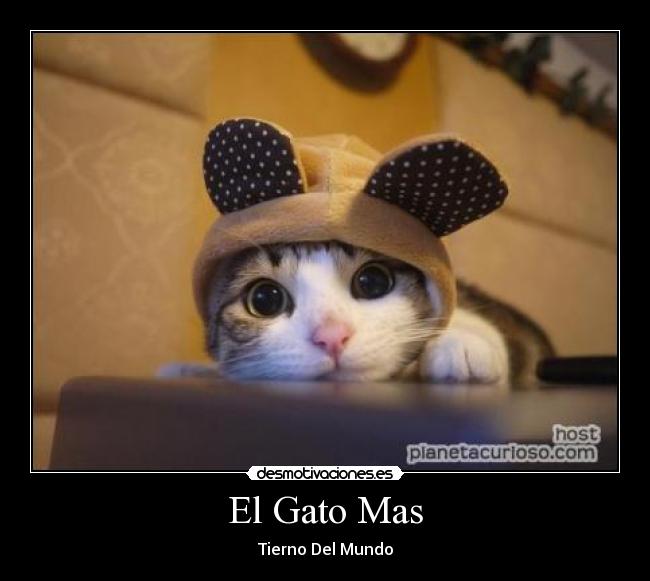 El Gato Mas - Tierno Del Mundo