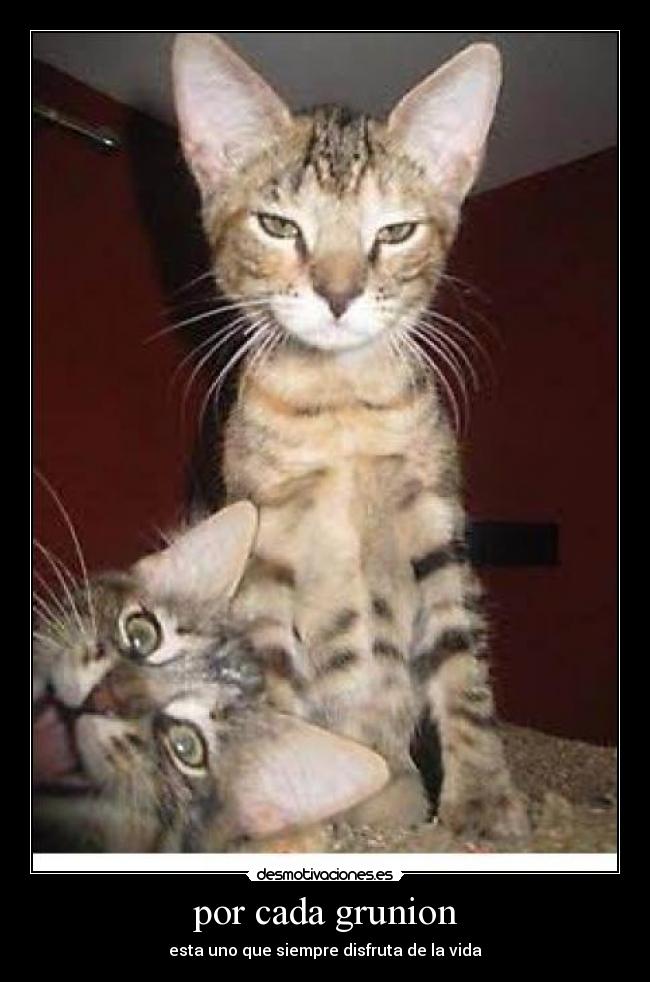 por cada grunion - esta uno que siempre disfruta de la vida