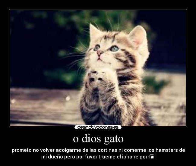 o dios gato -