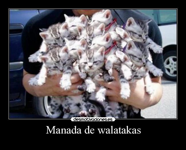 Manada de walatakas -