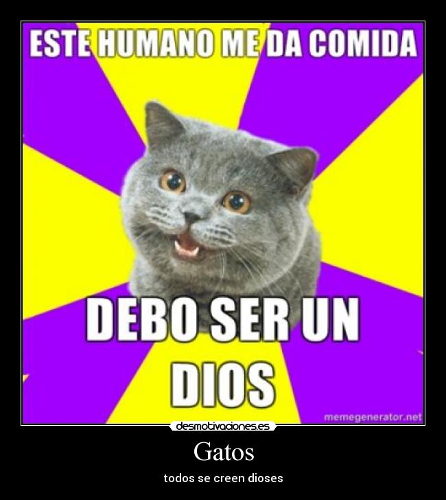 Gatos - 