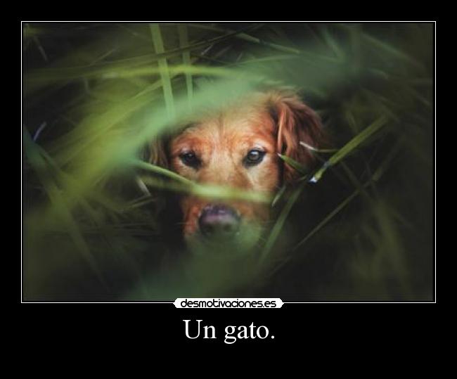 Un gato. -