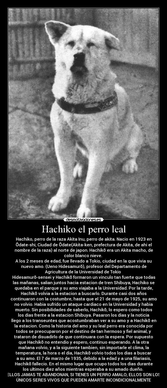 carteles perro hachiko desmotivaciones
