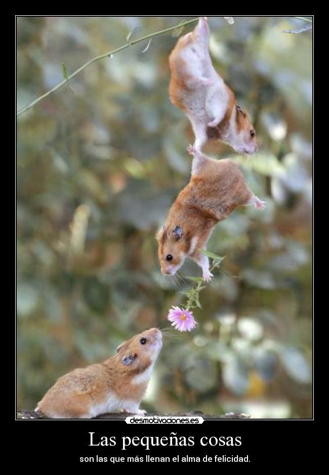 Las pequeñas cosas - son las que más llenan el alma de felicidad.