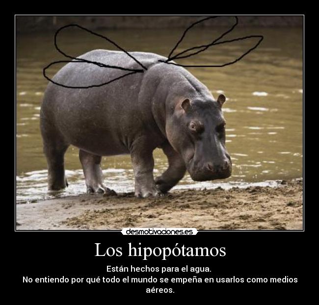 Los hipopótamos - 