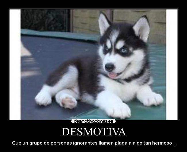 DESMOTIVA -