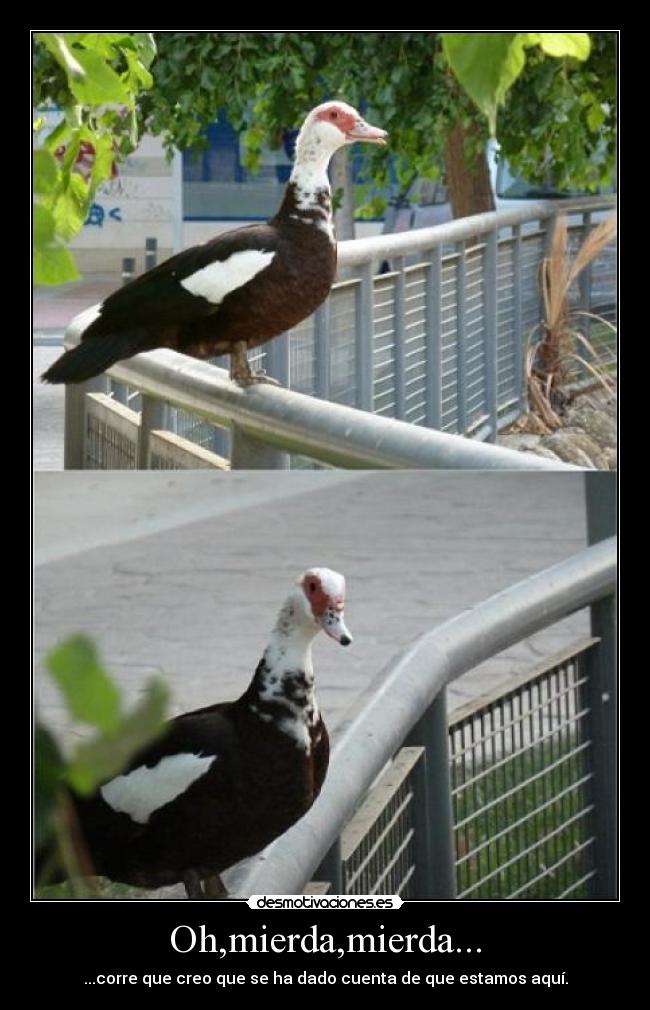 Oh,mierda,mierda... - 