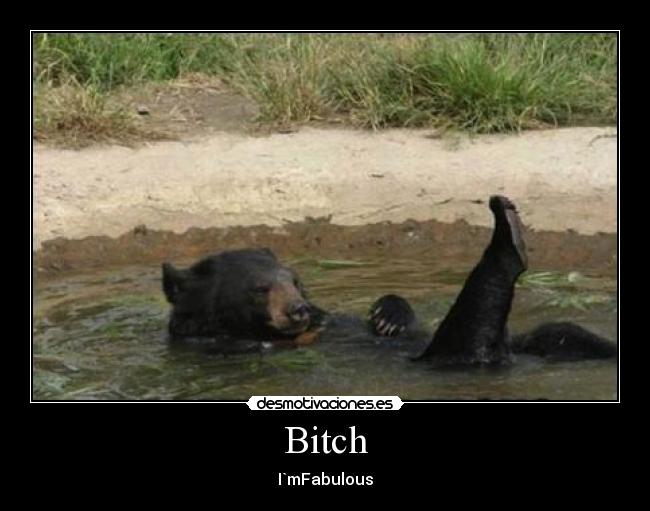 carteles oso faboulous charco sexy desmotivaciones