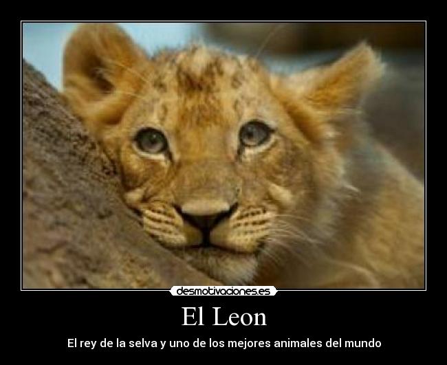 El Leon - El rey de la selva y uno de los mejores animales del mundo