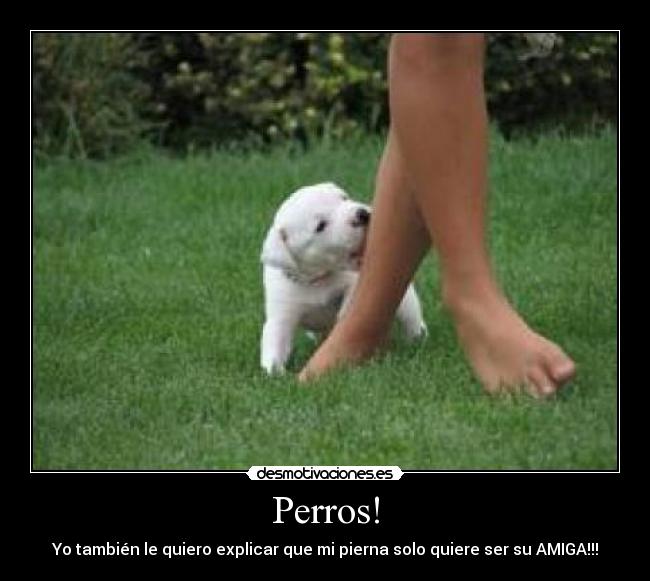 Perros! -