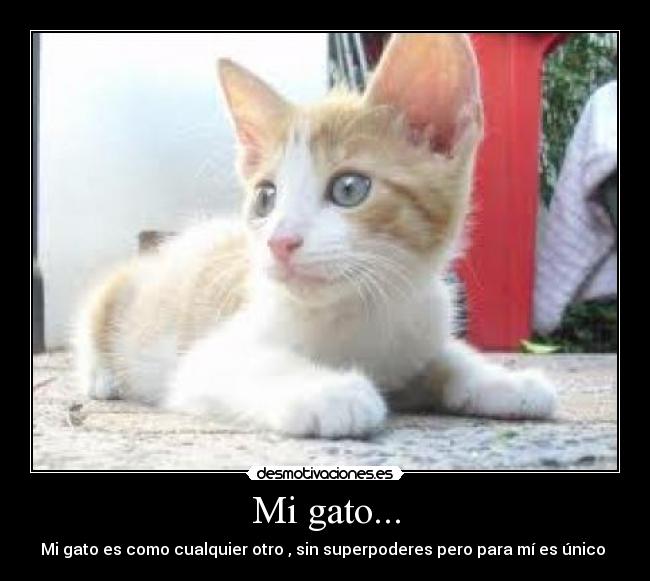 Mi gato... - 