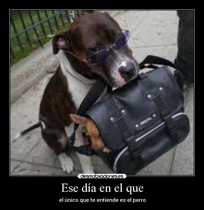 Ese día en el que - el único que te entiende es el perro