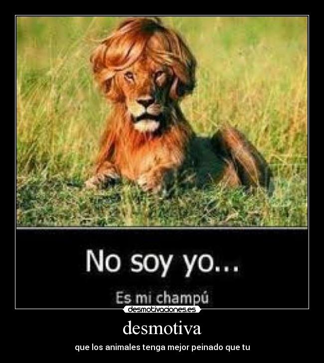 desmotiva - que los animales tenga mejor peinado que tu