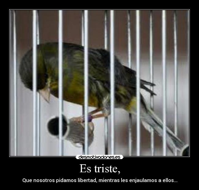 Es triste, - Que nosotros pidamos libertad, mientras les enjaulamos a ellos...