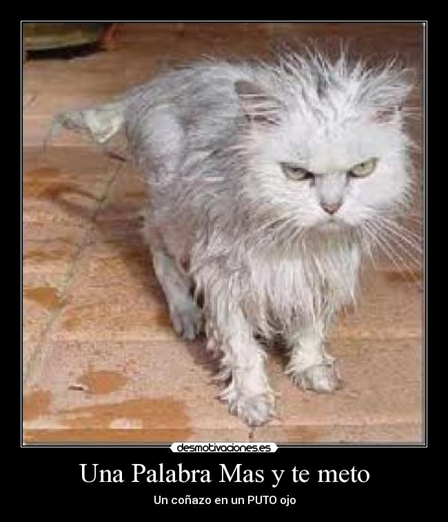 carteles una palabra mas meto conazo puto ojo gatosenojado desmotivaciones