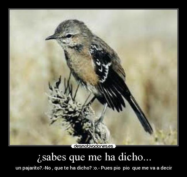 ¿sabes que me ha dicho... - un pajarito?.-No , que te ha dicho? :o.- Pues pio pio que me va a decir