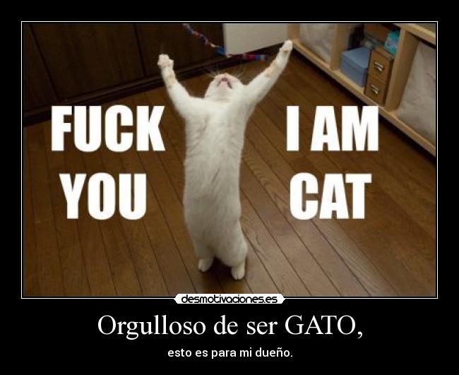 Orgulloso de ser GATO, - esto es para mi dueño.