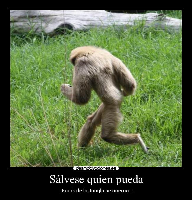Sálvese quien pueda - ¡ Frank de la Jungla se acerca...!