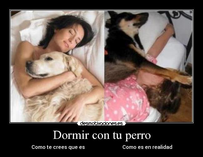 Dormir con tu perro - Como te crees que es                              Como es en realidad
