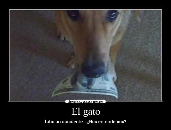 El gato - tubo un accidente....¿Nos entendemos?