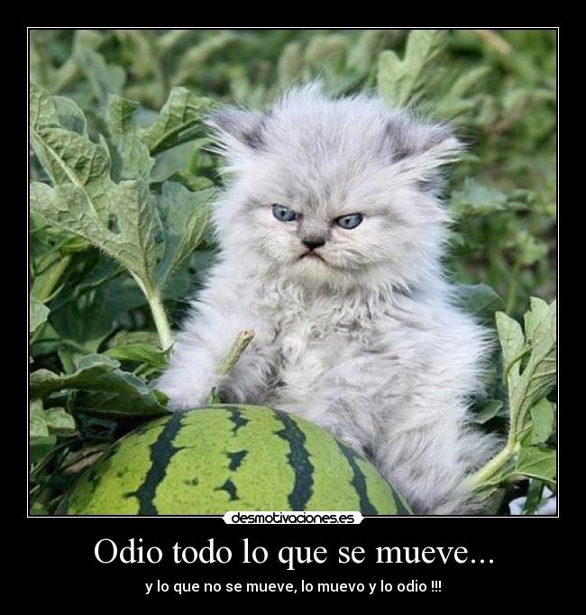Odio todo lo que se mueve... - 