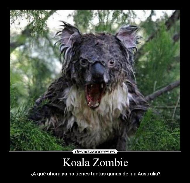 Koala Zombie -